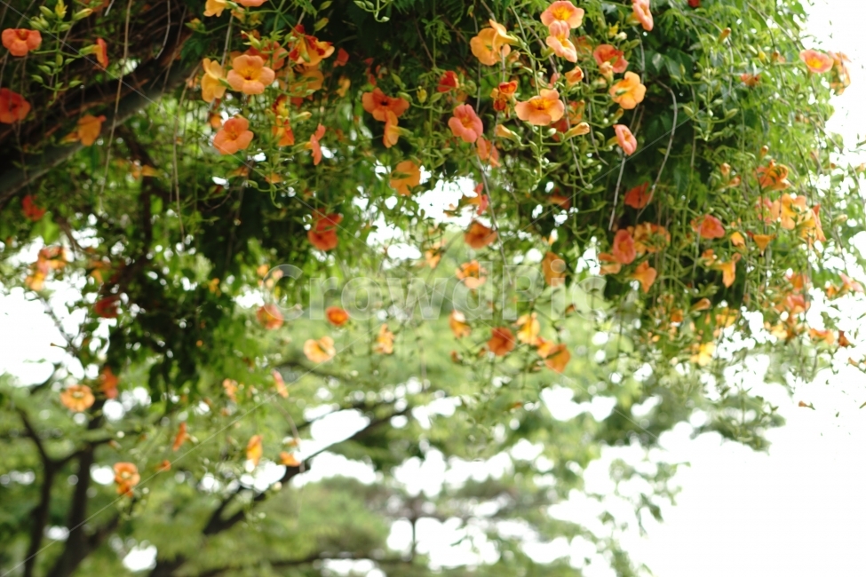 부천중앙공원,능소화,공원,꽃,풍경,식물,자연,plants,nature,꽃,flower