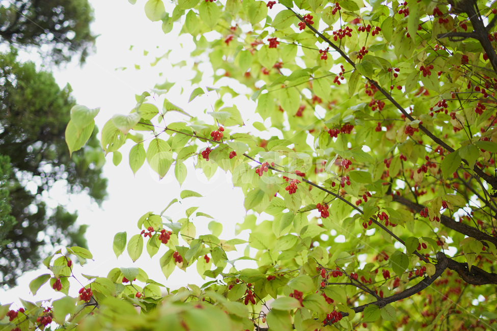 산수유,나무,가을,열매,tree,green,자연,식물,빛,식물,자연,plants,nature,나무,trees,wood,과일,열매,fruit
