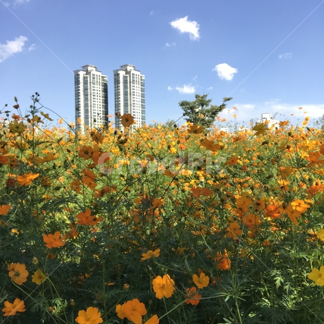구름,황화코스모스,평화,자연,맑음,식물,자연,plants,nature,꽃,flower
