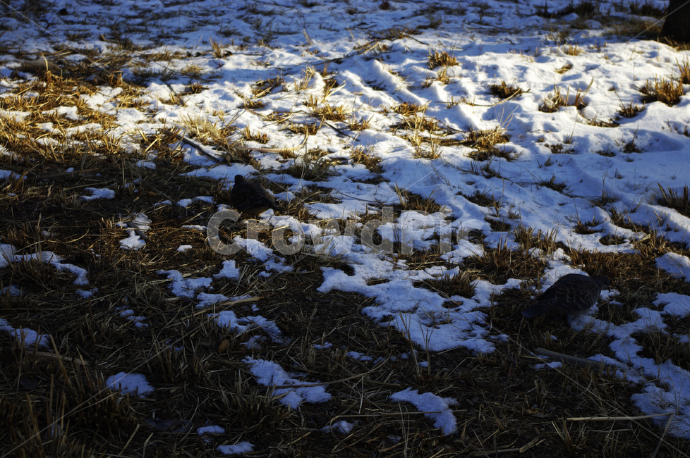 겨울,winter,설경,눈,풀,잡초,겨울,계절,winter,season