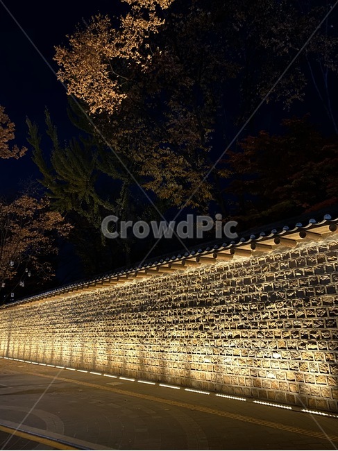 나무,tree,낙엽,덕수궁,덕수궁돌담길,돌담