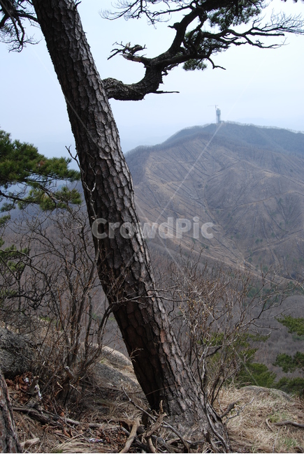 가리산,홍천,등산로,휴양림,명산,자연,풍경,nature,landscape,식물,plants,나무,trees,wood,outdoors,옥외,tree,plant