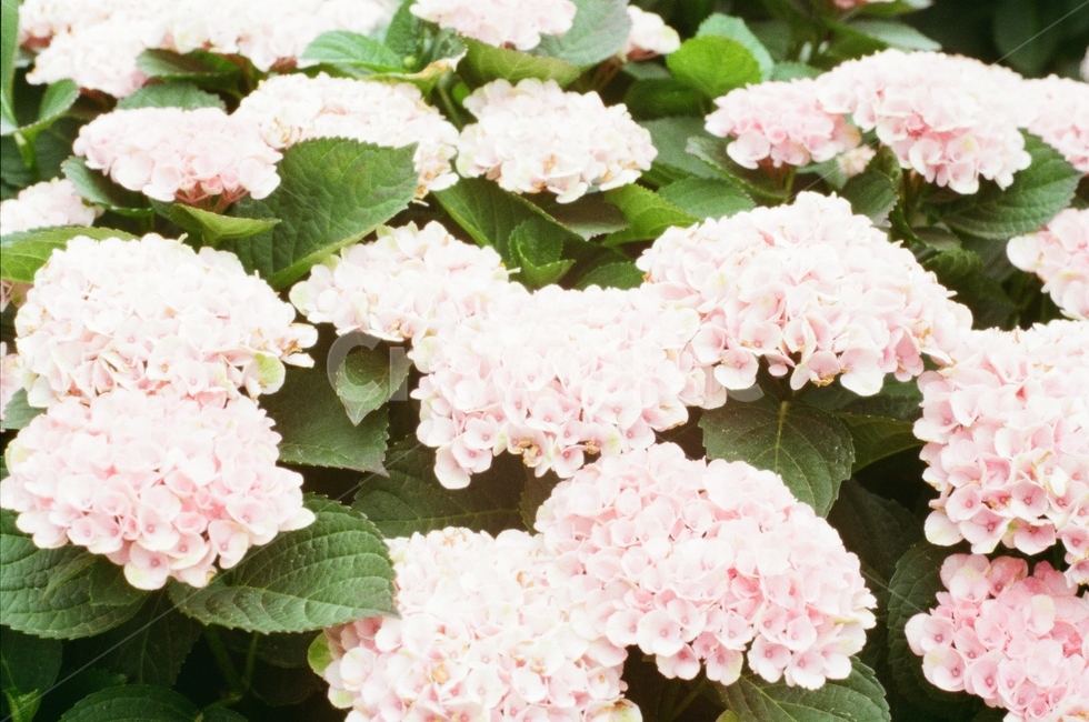 감성사진,필름카메라,풍경,식물,필름,꽃,식물,자연,plants,nature,꽃,flower