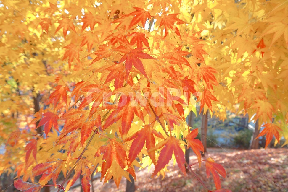 단풍,낙엽,나뭇잎,잎,가을,산책,세월,11월,가을,계절,fall,autumn,season,식물,자연,plants,nature,leaf,plant,tree,나무,maple