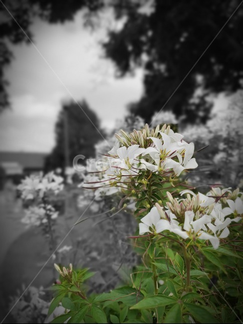 꽃,식물,감성,맑음,flower,blossom,plant,식물,자연,plants,nature,꽃,flower