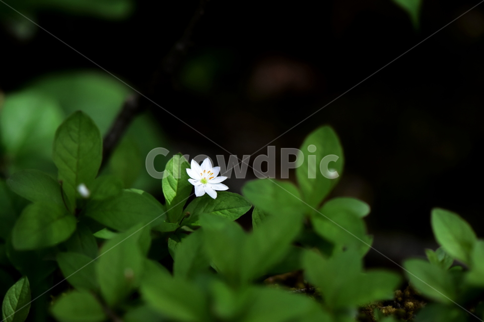참기생꽃,야생화,식물,자연,꽃,플라워,생태,힐링,wildflower,flower,plants,nature,season,감성,느낌,emotion,feeling,앵초목,앵초과,여러해살이풀,희귀식물,기생꽃속