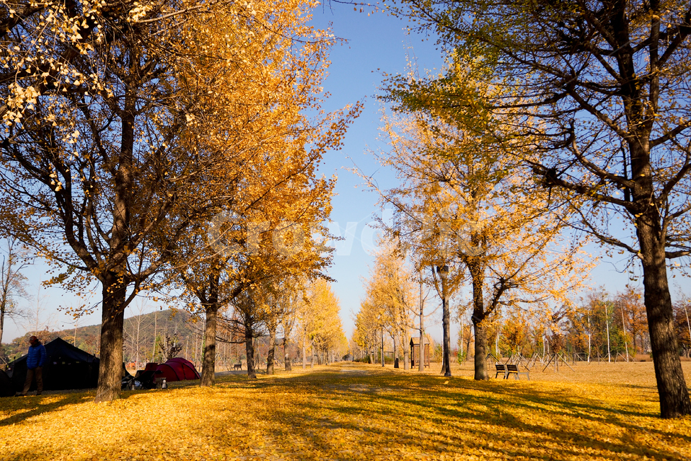 강천섬,자연,풍경,gangcheonisland,gangcheon,은행나무,노랑,단풍,공원,ginkgo,yellow,autumnleaves,가을,autumn,park,가을,계절,fall,autumn,season,자연,풍경,nature,landscape,tree,나무,plant,식물,tree trunk,나무 줄기