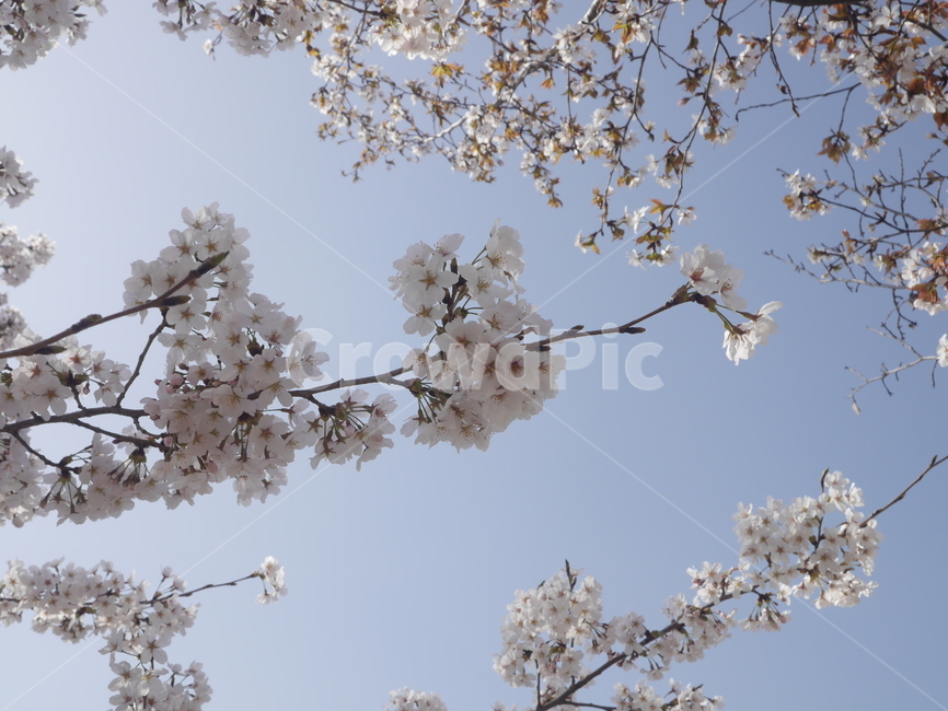 벚꽃나무,벚꽂,봄날,하늘과꽃,스프링,spring,봄꽃,봄,계절,spring,season,plant,식물,flower,꽃,blossom