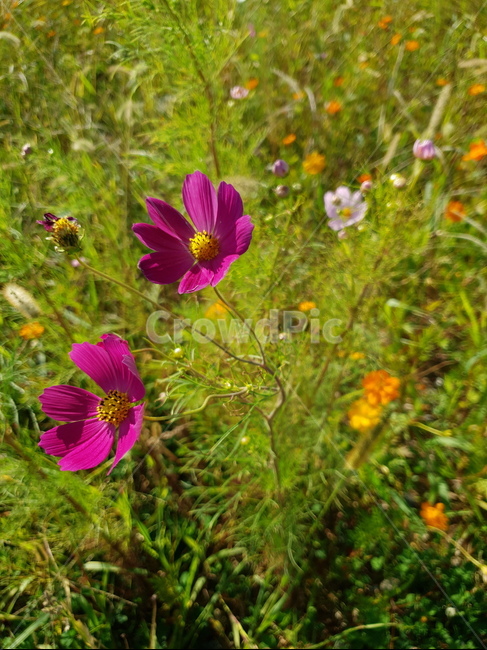 plant,식물,화분,pollen,꽃잎,제라늄,blossom,꽃,geranium,petal,flower,코스모스,가을,가을꽃,가을들판,9월,10월,자주색,자주색코스모스,자주색꽃,핫핑크,핫핑크꽂,진핑크코스모스,식물,자연,plants,nature,꽃,flower