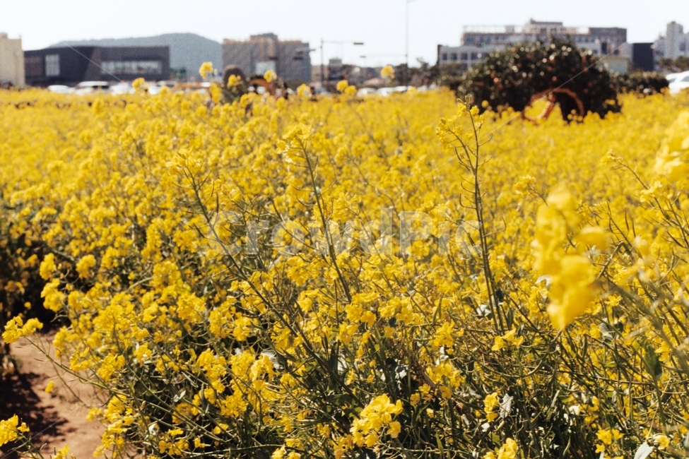 유채꽃,제주도,제주,제주감성,하늘,유채꽃밭,봄,계절,spring,season,field,들