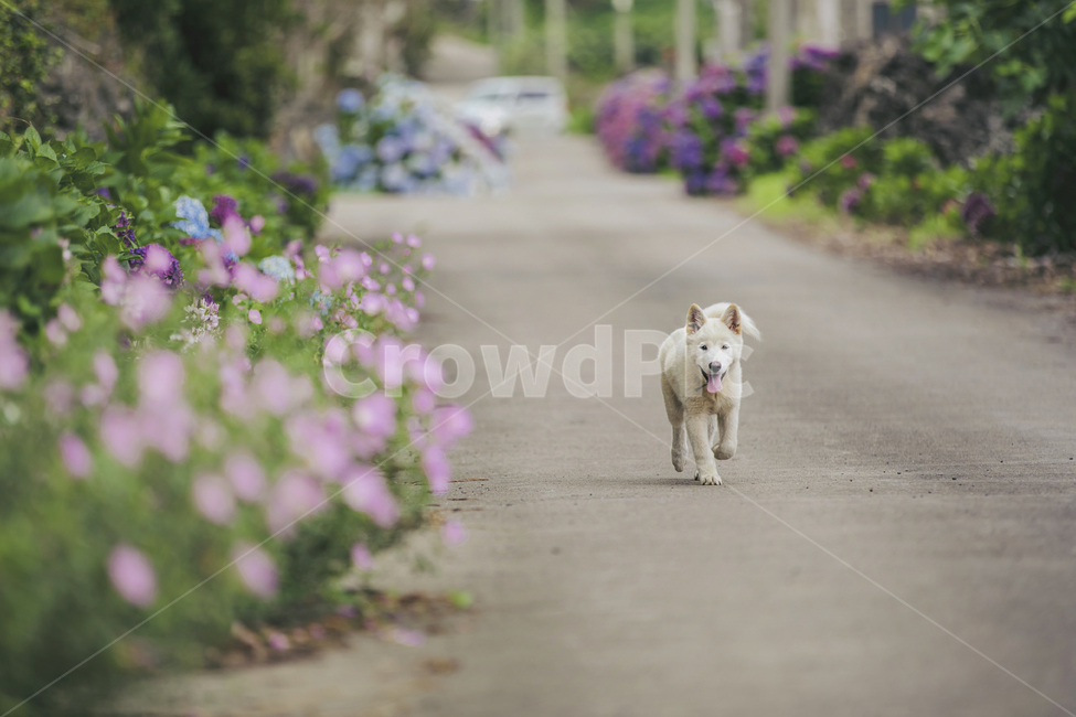 강아지,백구,개,동물,반려동물,꽃,길,애견,봄,계절,spring,season,동물,animal,포유류,mammal,개,강아지,dog,doggy