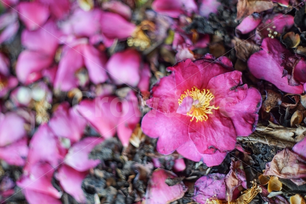 제주도,동백꽃,꽃사진,분홍색,보케,camellia,bokeh,jeju,식물,자연,plants,nature,꽃,flower