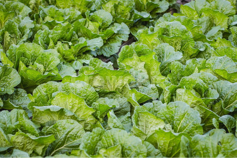 plant,식물,food,음식,야채,vegetable,배추,chinesecabbage,밭,식물,자연,plants,nature
