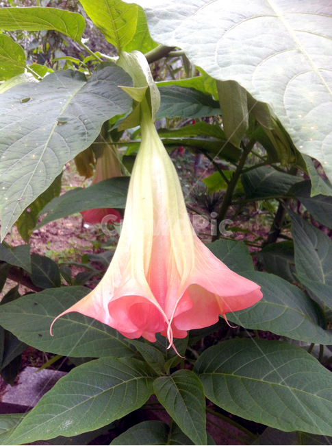 꽃,나팔,잎사귀,줄기,빨간색,flower,trumpet,plants,red,식물,자연,plants,nature,꽃,flower