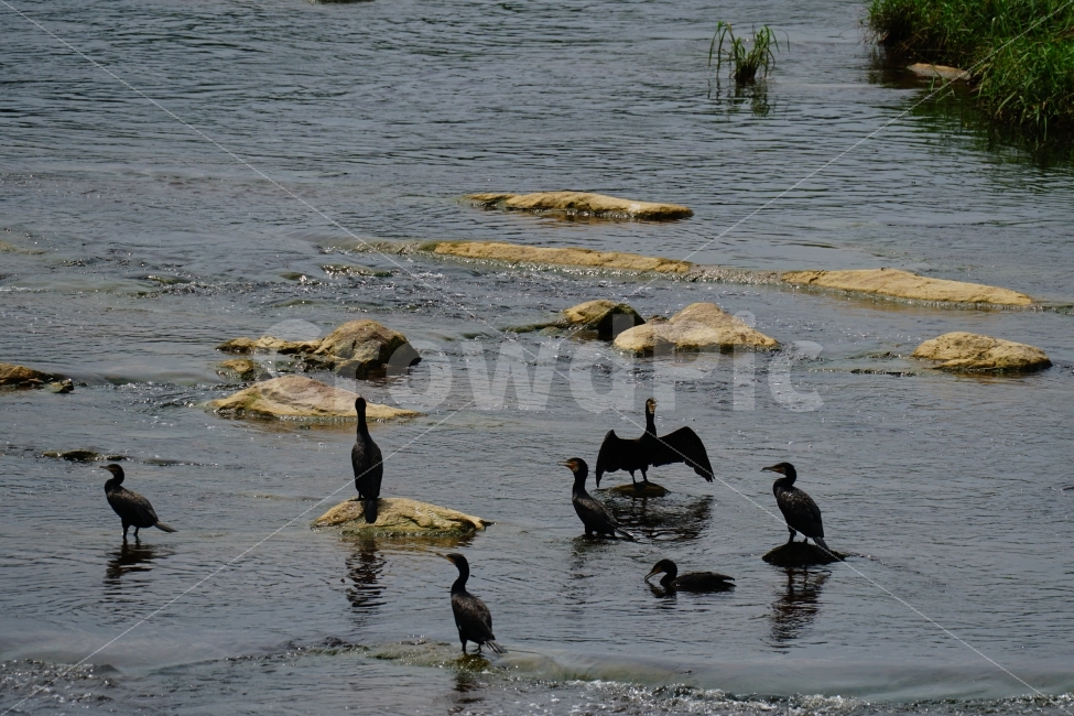가마우지,철새,새,조류,동물,bird,animal,풍경,자연,nature,landscape,하천,강,river,여름,summer,water,바위,돌,수풀,식물,경기도,동두천,birds,여행,travel,감성,감성사진,힐링,힐링사진,경기북부,야생,들새,경치,스냅,스냅사진,스넵,스넵사진,snap,한국의자연,한국풍경,동물,animal,조류,새,birds