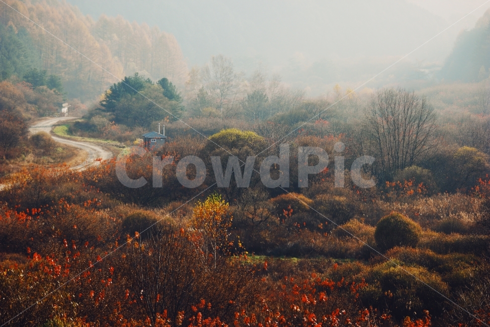 가을,정취,풍경,인제,비밀의정원,안개,단풍,나무,오솔길,낙엽,가을,계절,fall,autumn,season,자연,풍경,nature,landscape,한국자연풍경,한국자연경관,korea nature landscape,weather,날씨,outdoors,옥외,painting,그림,art,미술