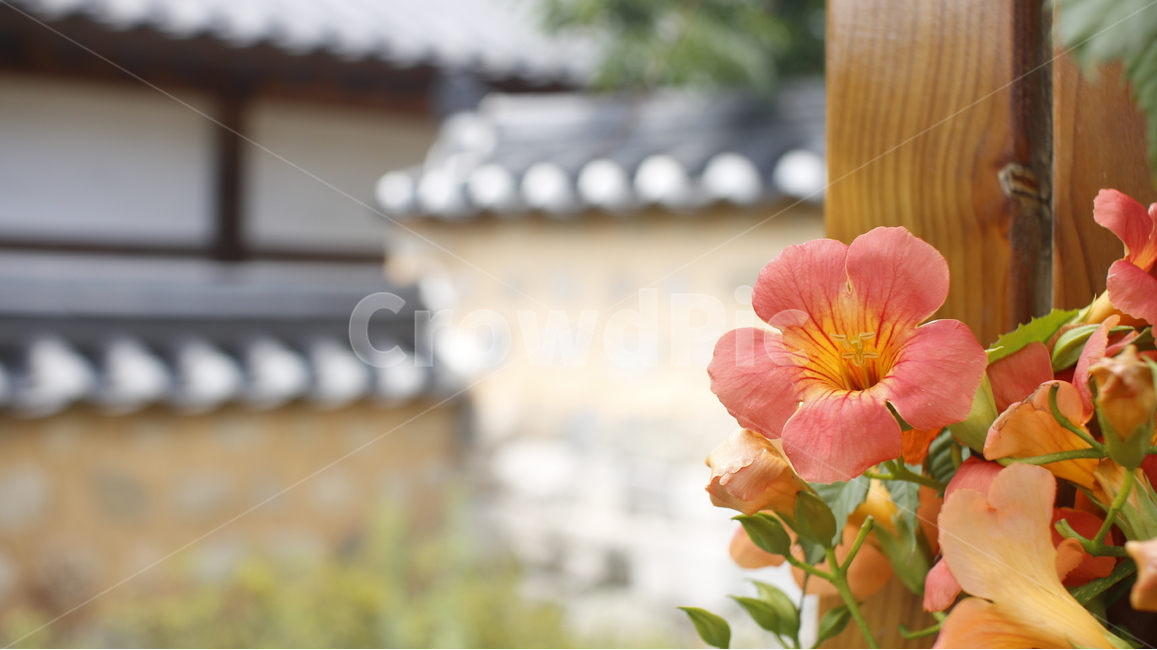 꽃,능소화,trumpetcreeper,생화,flower,한옥,하늘,능소화나무,greattrumpetflower,凌霄花,花,플라워,realflower,naturalflower,자연,natural,주황색,orange,주황,color,식물,자연,plants,nature,꽃,flower