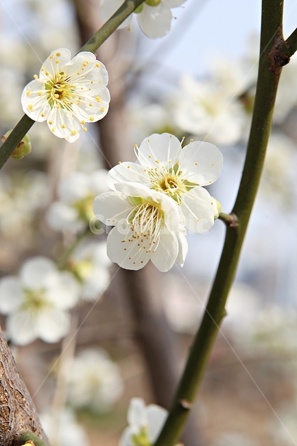 매화꽃,매화,꽃,꽃잎,봄꽃,봄,공원,식물,자연,식물,자연,plants,nature,꽃,flower