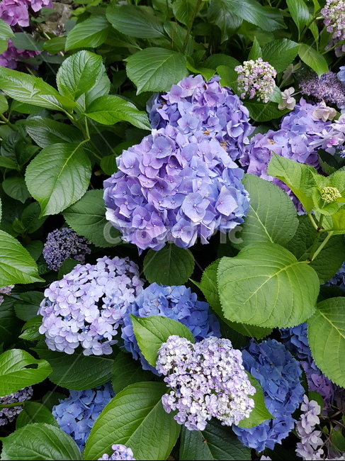 꽃,수국,보라색,보라꽃,보라빛,제라늄,blossom,flower,식물,자연,plants,nature,꽃,flower