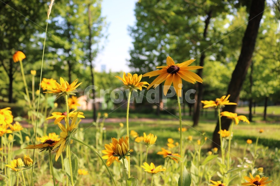 꽃,식물,햇빛,노랑,초록,자연,flower,plants,sunshine,sunlight,yellow,nature,hana,shokubutsu,hizashi,kiiro,midori,green,나무,tree,ki,식물,자연,plants,nature,꽃,flower