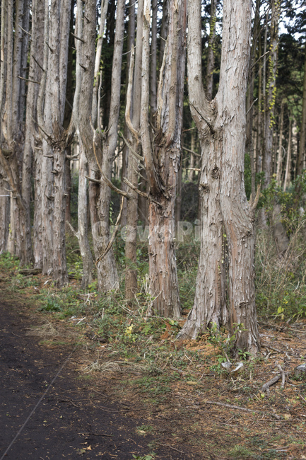 편백나무,편백,나무,피톤치트,자연,숲,숲길,오름,제주도,나무,trees,wood