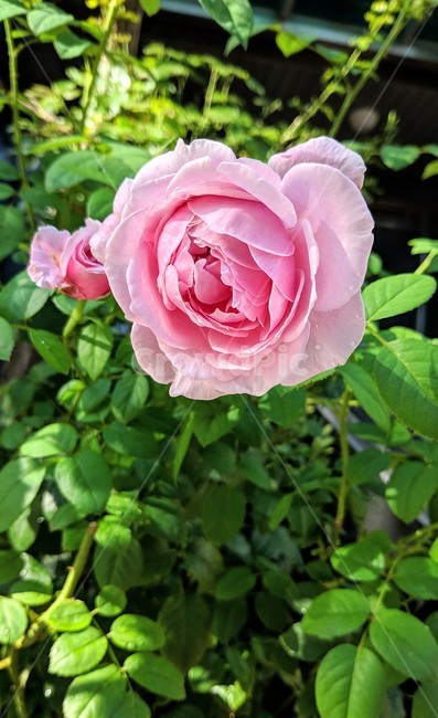 꽃,flower,식물,rose,장미
