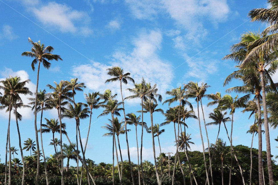 summer,여름,tree,나무,plant,식물,palm,야자수