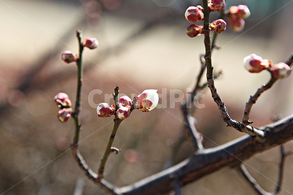 매화,꽃,봄꽃,봄,식물,자연,봄,계절,spring,season