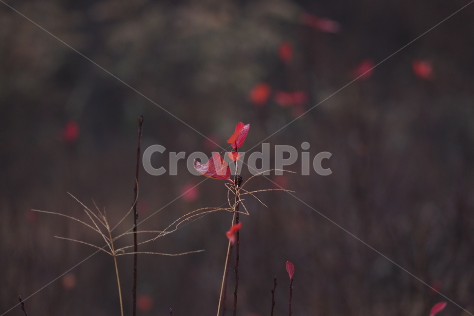 꽃,낙엽,빨간,쓸쓸,나뭇잎,가을,계절,fall,autumn,season,leaf,잎,plant,식물