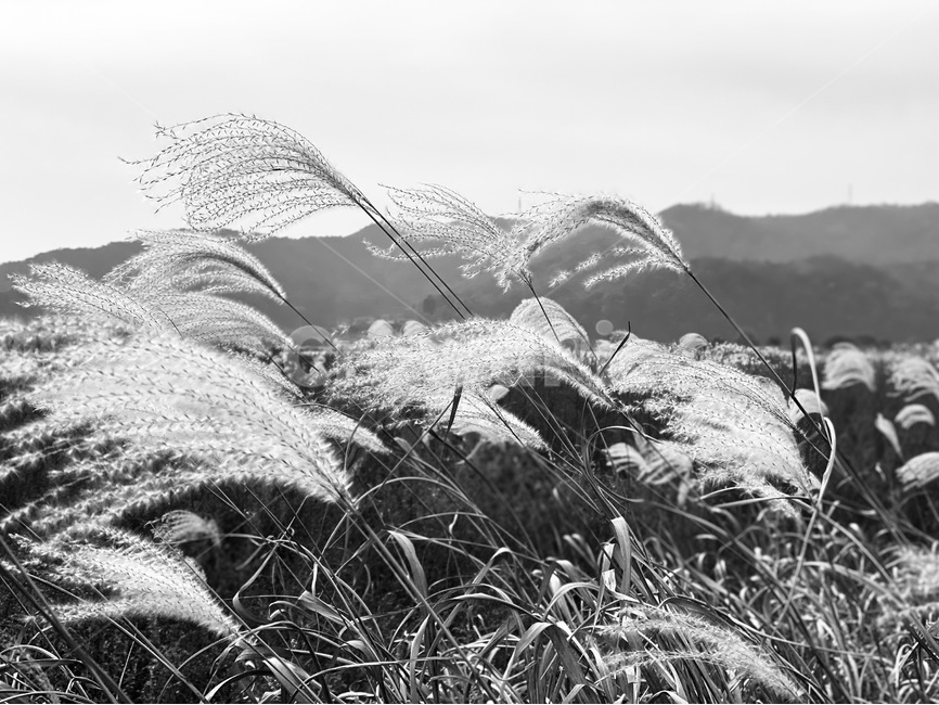 식물,갈대,plant,reed,흑백,가을,계절,fall,autumn,season,흑백,모노톤,monochrome,black and white