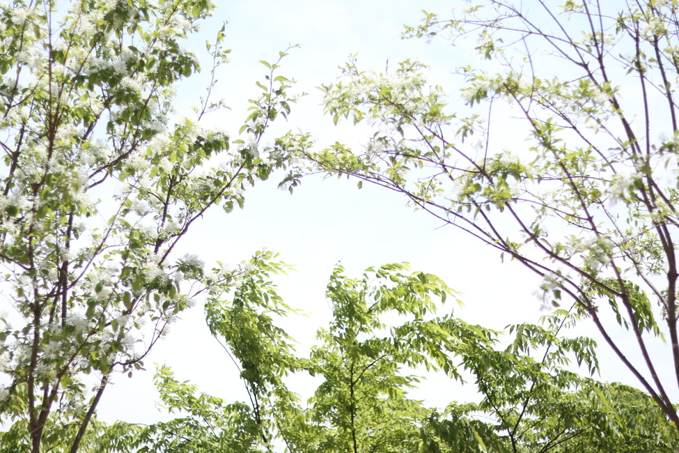 이팝나무꽃,흰색,봄,파랑하늘,맑음,자연,풍경,nature,landscape,식물,plants,나무,trees,wood,휴식,힐링,rest,relaxation,healing,vegetation,초목,plant