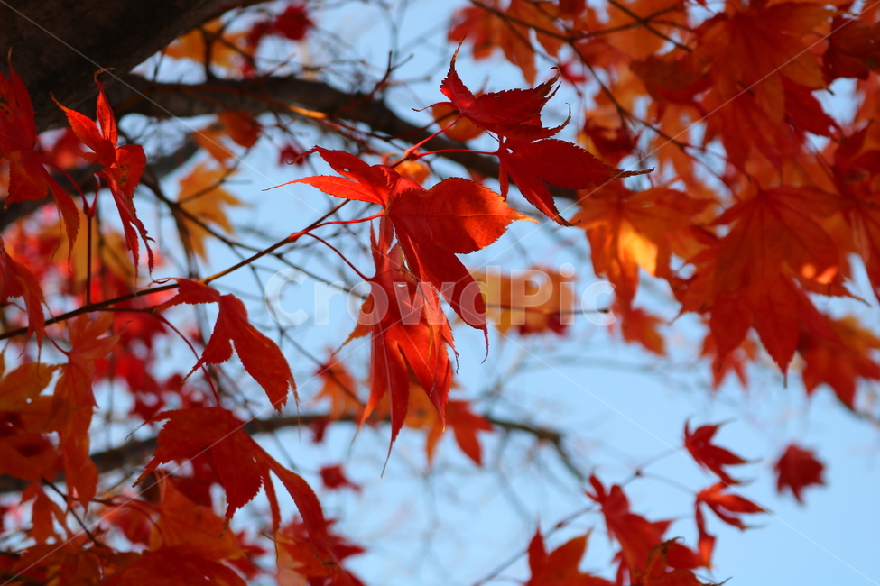 단풍,단풍나무,나무,식물,가을,자연,가을,계절,fall,autumn,season,식물,자연,plants,nature,leaf,잎,plant,tree,maple