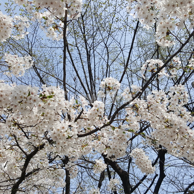 벚꽃,봄,꽃,맑음,벚꽃놀이