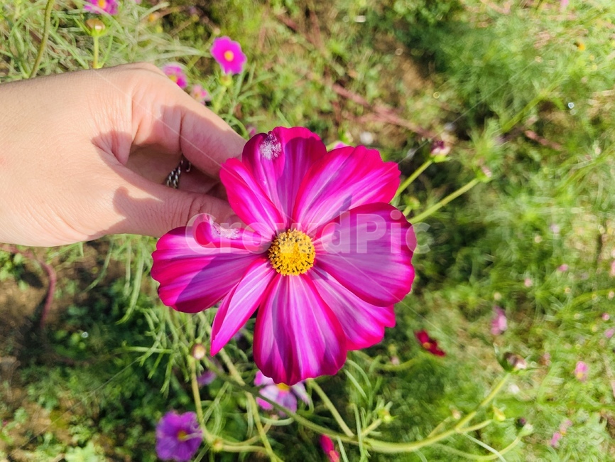 pollen,plant,식물,꽃,코스모스,가을꽃