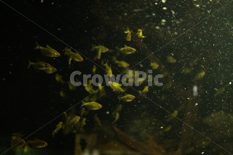 물고기,수족관,수서생물,fish,열대어,동물,animal,어류,물고기,fish
