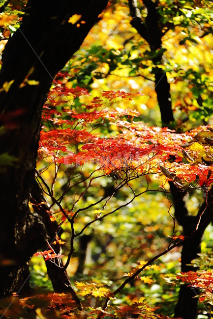 가을,붉은색,단풍,나무,낙옆,산,가을,계절,fall,autumn,season,plant,식물,leaf,잎,tree,maple