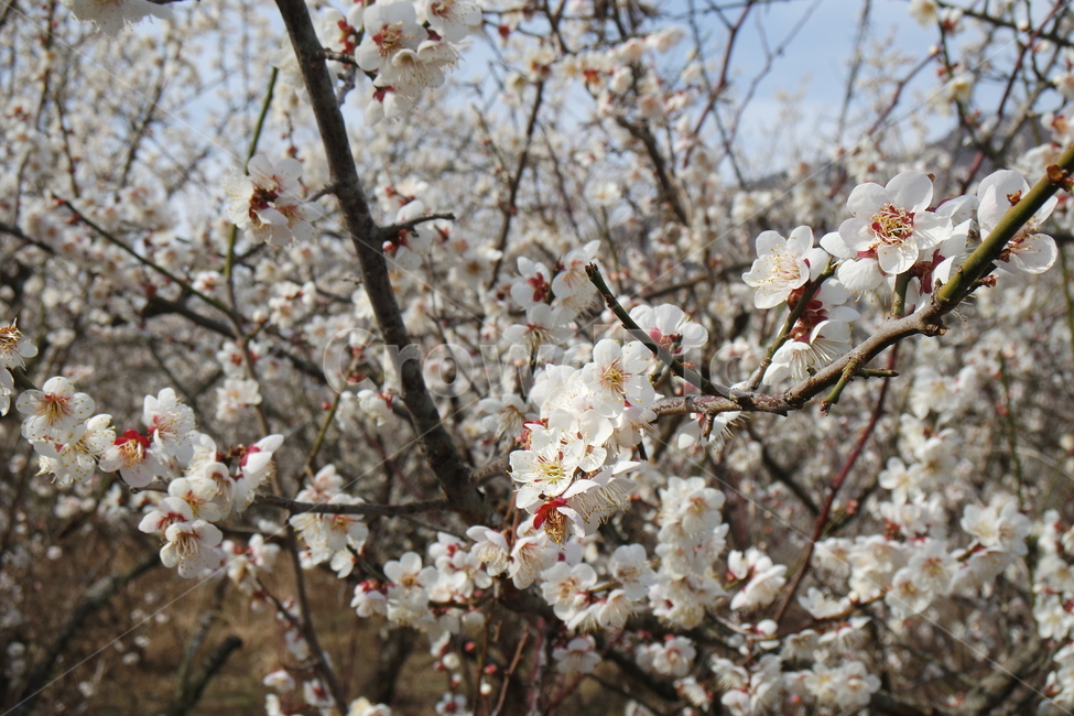 매화,봄,봄꽃,꽃,매실꽃,flower