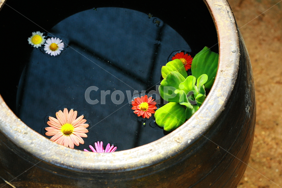국화,서산고북국화축제,항아리국화꽃,꽃사진,꽃,식물,자연,plants,nature,꽃,flower