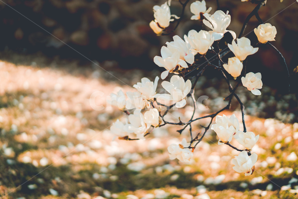꽃,식물,목련,목련꽃,flower,plant,tree,magnolia,흰꽃