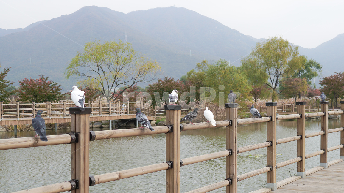 railing,handrail,banister,난간,비둘기,새,birds,dove,pigeon,공원,산책로,호수,호수공원,나무