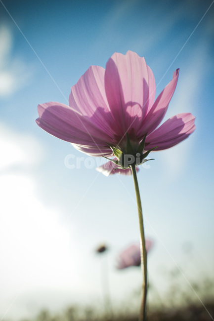 코스코스,가을,가을하늘,가을꽃,파란하늘,가을,계절,fall,autumn,season,식물,자연,plants,nature,꽃,flower,plant,petal,꽃잎,blossom,geranium,제라늄