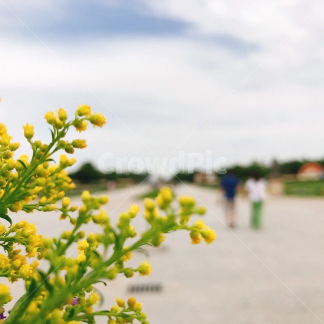식물,vegetation,초목,bush,부시,plant,연인