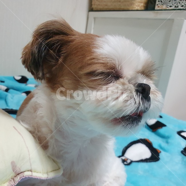 동물,pet,strap,animal,강아지,개,puppy,dog,시츄,shihtzu,개,강아지,dog,doggy