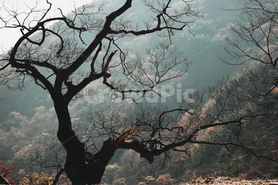 나무,가지,늦가을,경치,풍경,산,강,고요,아침,경관,자연,풍광,nature,landscape,한국자연풍경,한국자연경관,koreanaturelandscape,감성,감정,sensible,feeling,emotion,계절,season,마을,rural,한국전통,한국문화,koreatraditional,koreaculture,plant,trees,wood,자연,풍경,nature,landscape,식물,plants,나무,trees,wood,tree trunk,나무 줄기,tree