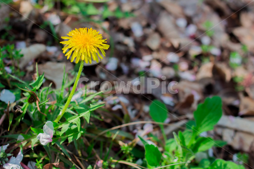 꽃,풍경,근접,민들레,산,자연,식물,자연,plants,nature,꽃,flower