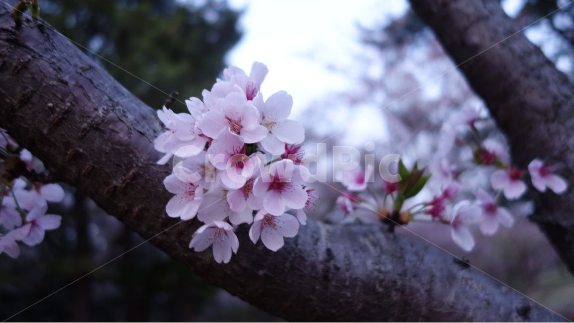 꽃,나무,자연,풍경,벚꽃,봄,계절,spring,season,식물,자연,plants,nature,꽃,flower,plant,blossom