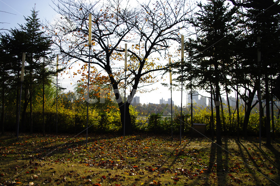 autumn,가을,나무,단풍,식물,가을,계절,fall,autumn,season,자연,풍경,nature,landscape,tree,plant,tree trunk,나무 줄기