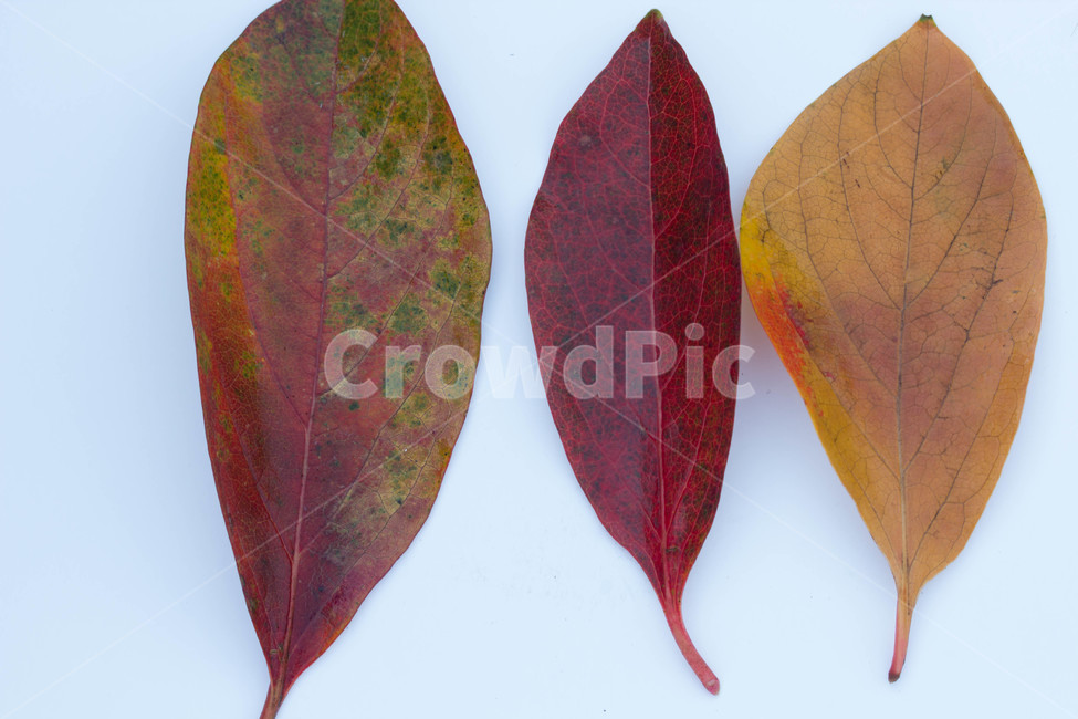 노랑,주황색,계절별,계절,노화,갈색,시즌,배경,단풍,가을,낙엽,잎,leaf,plant,식물,가을,계절,fall,autumn,season