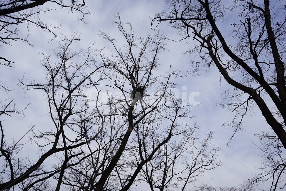 실루엣,초겨울,계절,하늘,silhouette,자연,가지,고목,나무,blue,season,winter,branch,tree,새집,식물,자연,plants,nature,나무,trees,wood