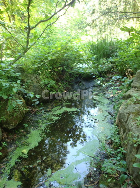 연못,공원,녹색,푸름,숲속,물,냇가,자연,풍경,nature,landscape,water,outdoors,옥외,land,땅,vegetation,초목,plant,식물,stream,흐름,creek,작은 만